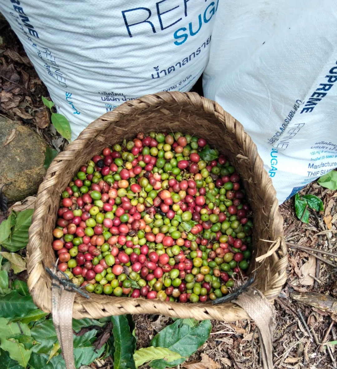 Sejuta Cerita dalam Se-Keranjang Kopi: Potret Panen Raya Petani OKU Selatan