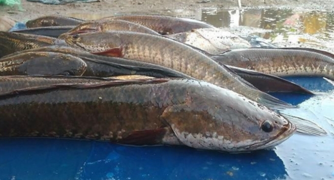 Ikan Gabus, Si Eksotis Penuh Manfaat untuk Kesehatan!