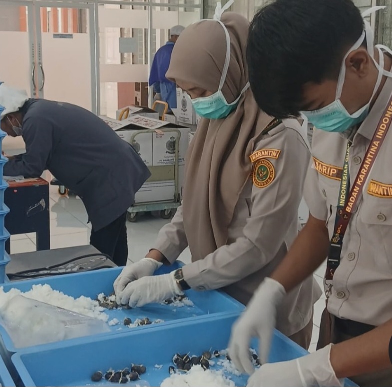 Ekspor Benih Sawit ke Peru, Sumsel Catat Kabar Baik Sektor Pertanian