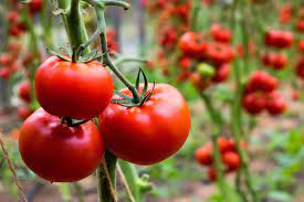 Tampil Cantik Bebas Jerawat, Ini Rahasia Tomat untuk Kulit Sehat!