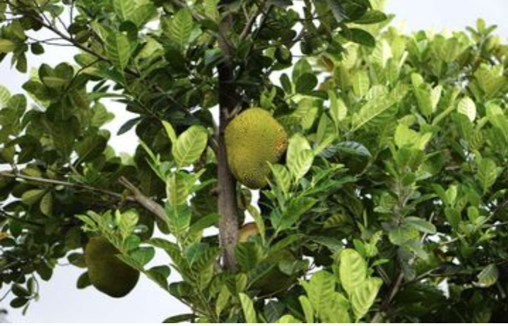 Manfaat Tersembunyi Daun Nangka Kunci Ketenangan dan Keseimbangan dalam Hidup Modern