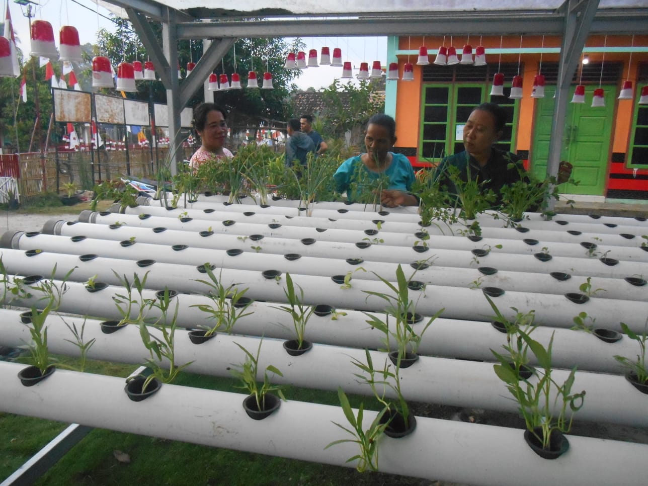 Tekuni Sayur Organik Hasil Pakai Sendiri dan Dibagikan