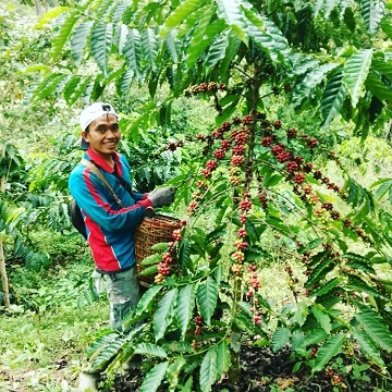 Sepekan Terakhir ini Harga Kopi Naik Hingga 100 Persen. Tembus Segini Harganya Per Kg