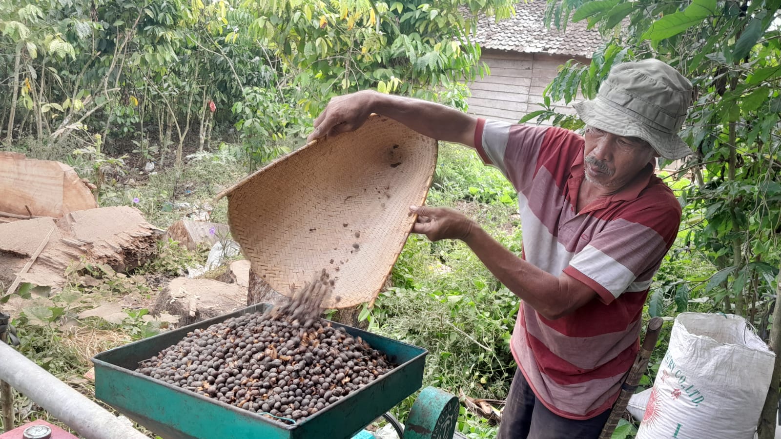 Petani Kopi di OKUS Cemas, Harga Jual kopi Masih Murah