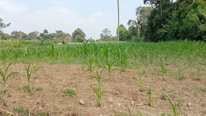 Kemarau Panjang, Para Petani Jagung di OKU Selatan Terancam Gagal Panen