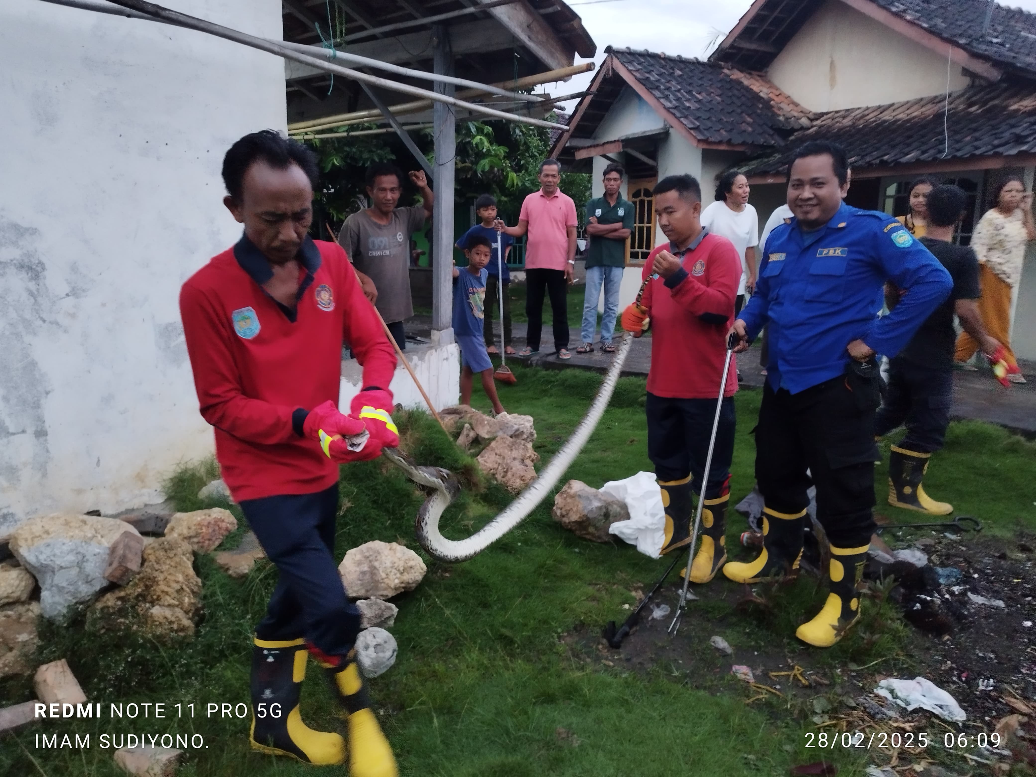 Tim Damkar OKU Selatan Evakuasi Ular Sawah Jumbo di Muaradua