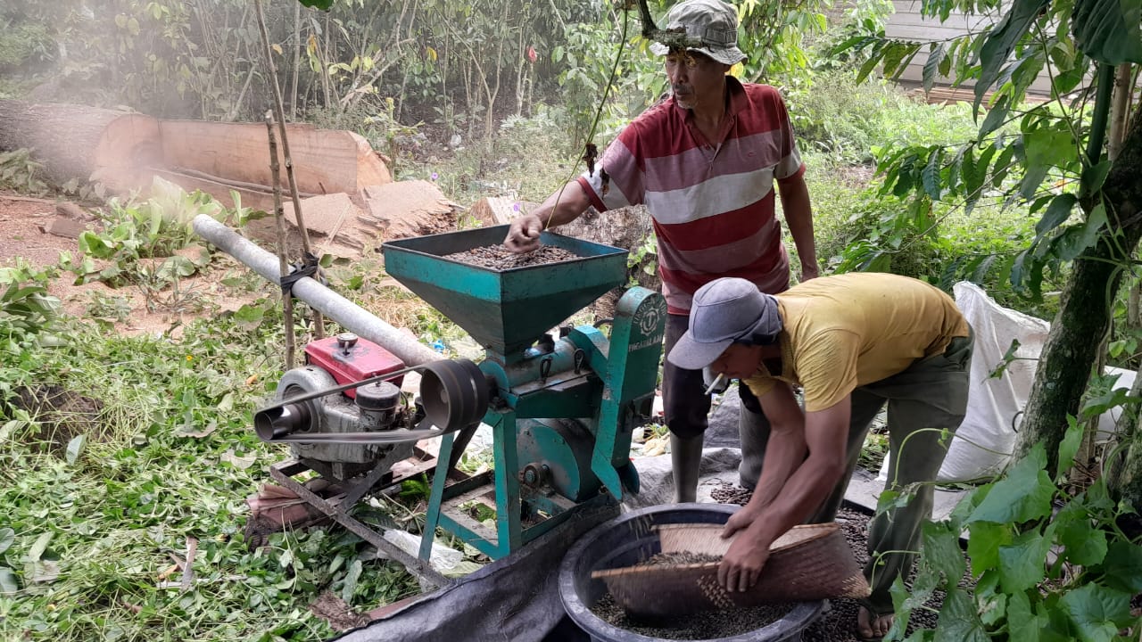 Turun Drastis dalam Seminggu, Para Petani Kopi di OKU Selatan Cemas akan Harga Jual Kopi yang Menurun