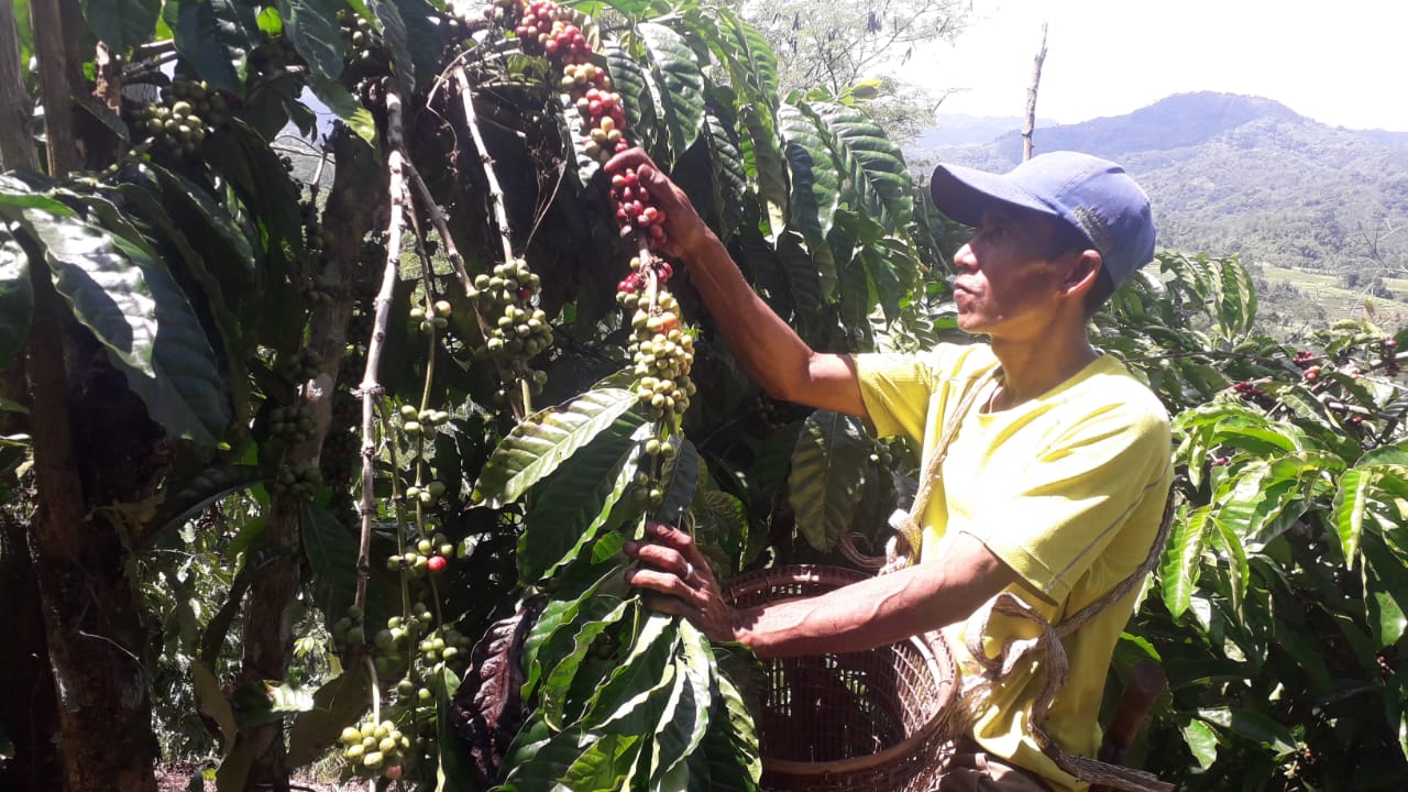 Petani Galau, Harga Jual Kopi Kembali Turun