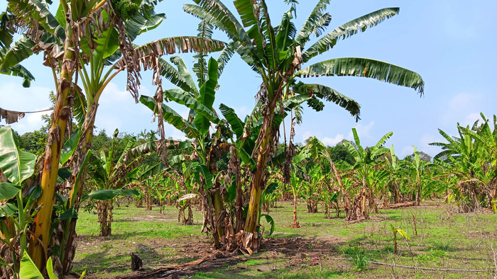 Rutin Panen, Mudah Dijual Warga Tetap Tekuni Pisang