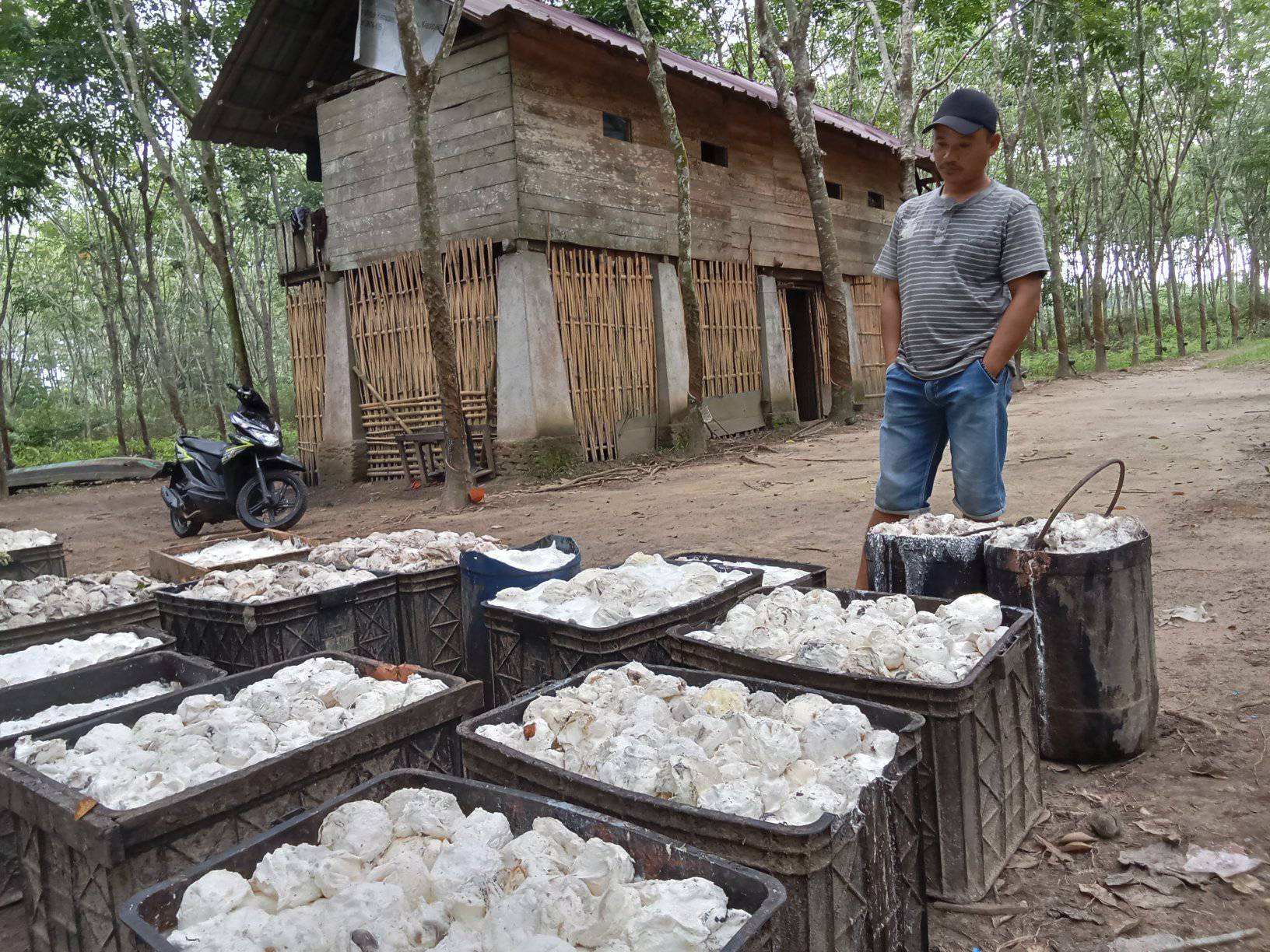 Astaga, Harga Getah Karet di Wilayah OKU Selatan Kembali Turun, Produksi Ikutan Menurun