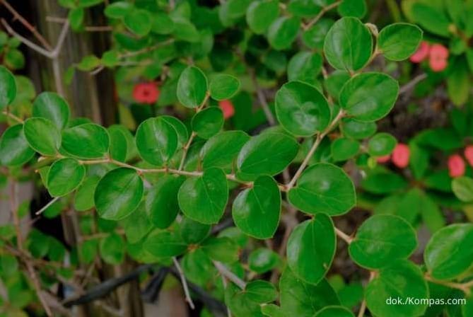 Daun Bidara Banyak Manfaatnya, Diolah Dengan Benar