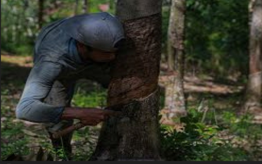 Harga Getah Karet Anjlok, Petani OKU Selatan Tertekan