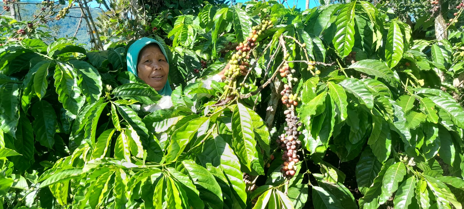 Wah Ternyata, Penurunan Produksi Kopi di OKU Selatan Akibat Beralihnya Petani ke Tanaman Lain