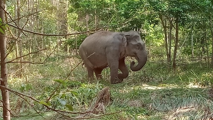 Anak Gajah Liar Berulah! Warga Desa Tri Anggun Jaya Merasa Terancam