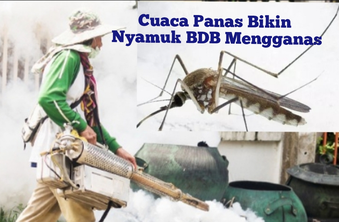 Waspada, Cuaca Panas Bikin Nyamuk BDB Mengganas, Begini Mengatasinya