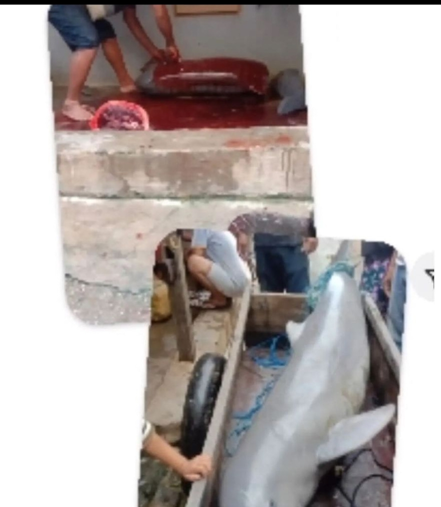 Viral! Buat Geram di Sulawesi Lumba-Lumba Ditangkap dan Dipotong-potong