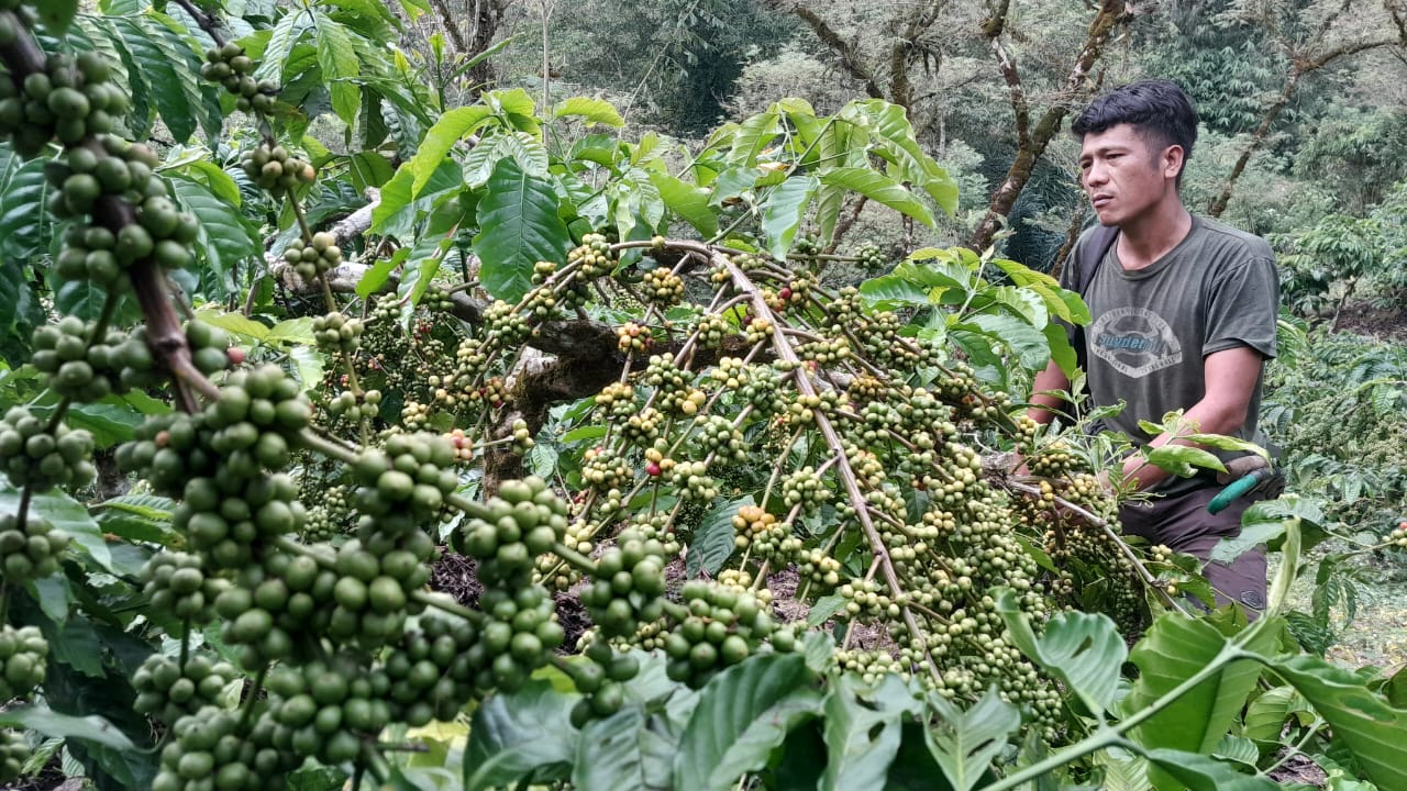 Waduh, Menjelang Panen Raya Harga Kopi Wilayah OKU Selatan Tak Stabil Naik Turun