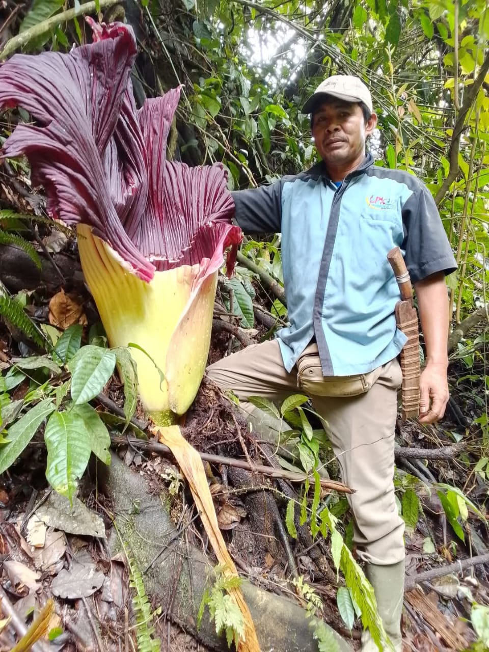 Bunga Rafflesia Jumbo Ditemukan di Perkebunan Warga Pulau Beringin