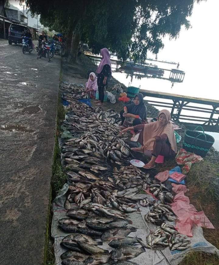 Penomena Ikan Mabok Kembali Terjadi di Perairan Danau Ranau   
