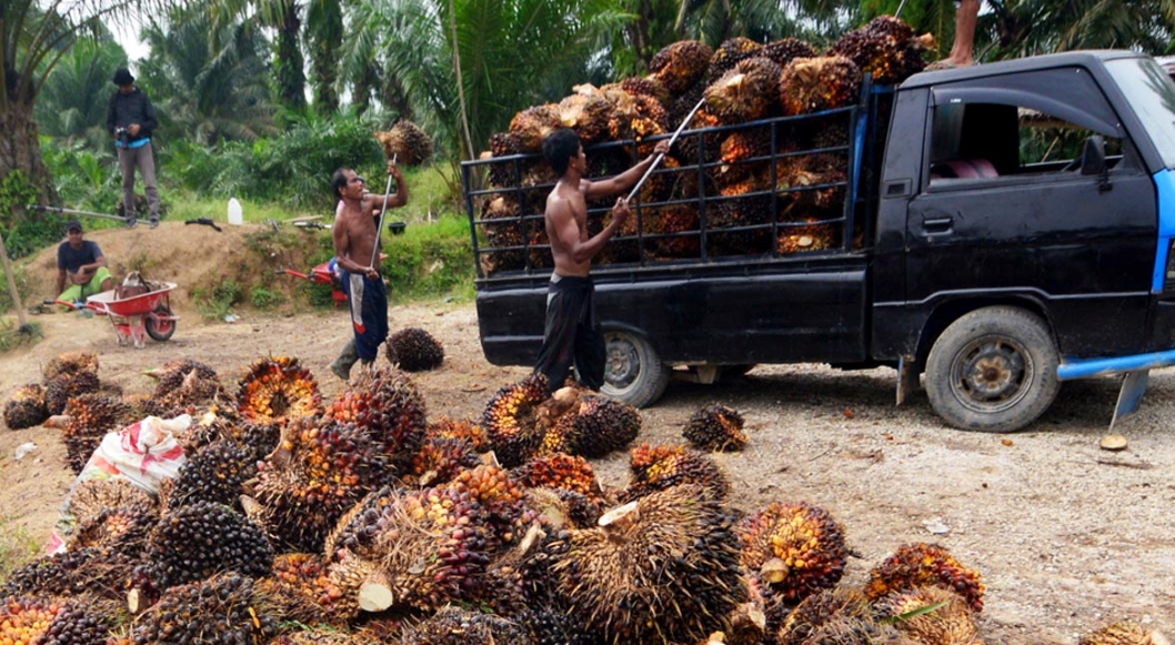 Harga TBS Sawit Sumsel Naik Tipis, Petani Berharap Tren Positif Berlanjut