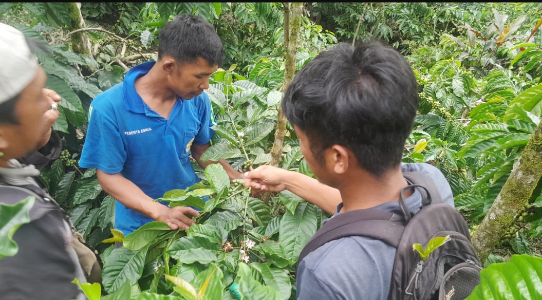 Petani Kopi OKU Selatan Mulai Masuk Masa Panen