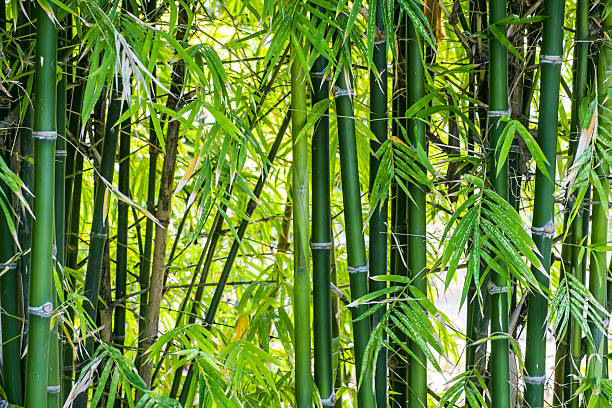 Menakjubkan, Bambu Tanaman Ajaib, untuk Kesejahteraan Manusia
