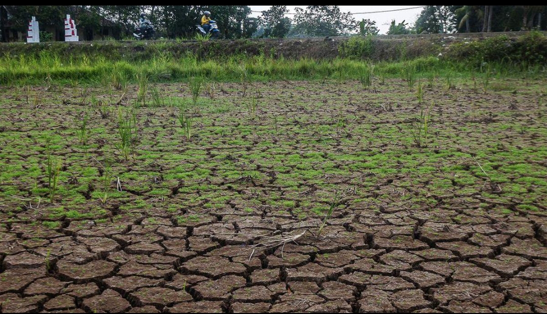 BMKG: Kemarau 2026 Diprediksi Lebih Kering dan Panjang