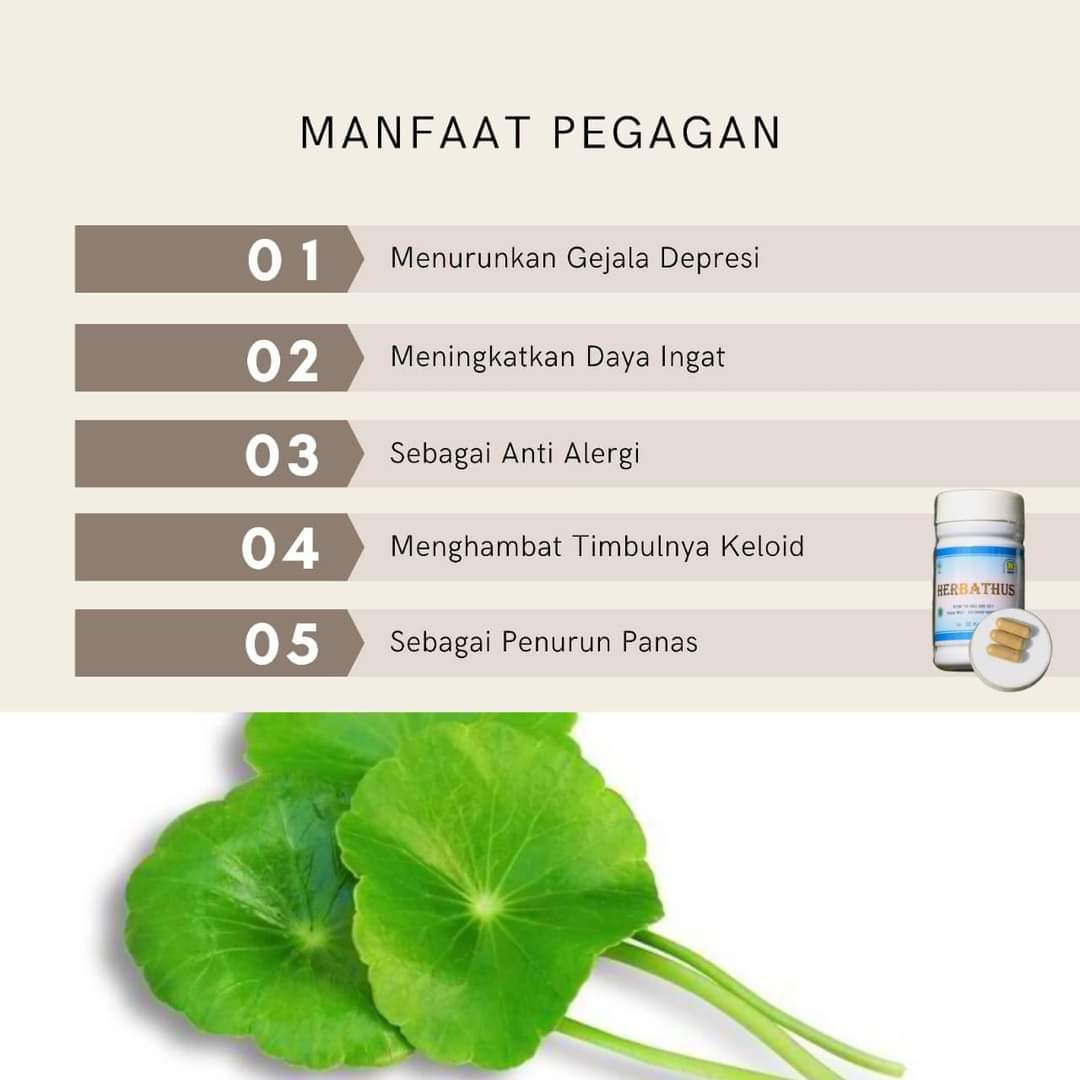 Tahukah Anda Ini Manfaat Daun Pegagan Bagi Kesehatan