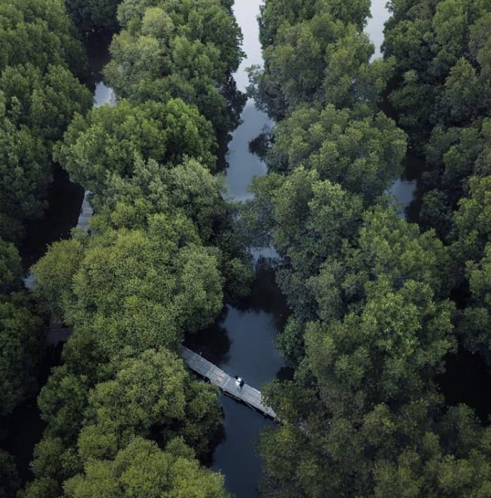 Keajaiban Pantai Mangrove Teluk Naga, Wisata Alam Tersembunyi dengan Tiket Terjangkau