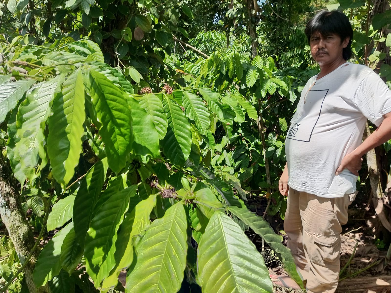 Kades Sukarena Manfaatkan Lahan Kecil Dengan Tanam Tumpang Sari Kopi