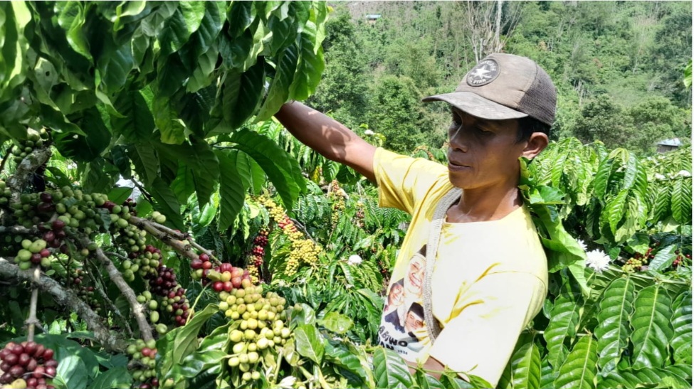 Jelang Panen, Petani Kopi di OKUS Cemas Harga Berangsur Turun