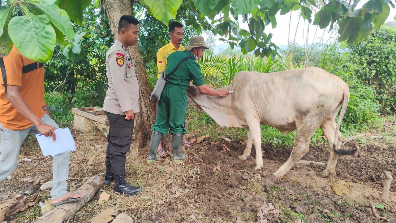 Dinas Peternakan Siap Berikan Vaksin Hewan Jika Ada Permintaan