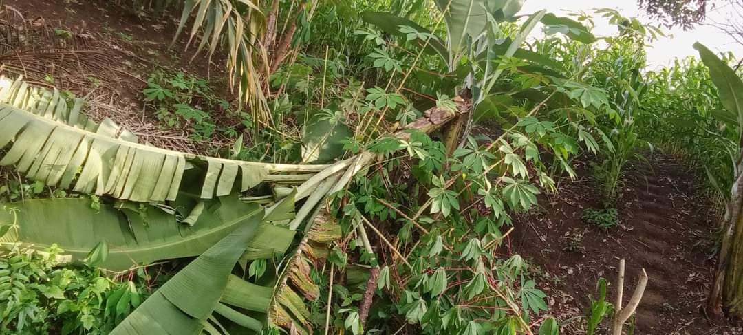 Petani di OKU Selatan Resah, Buah Pisang Sering Digondol Maling 