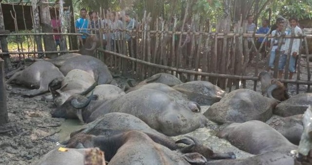 Wabah Penyakit Ngorok Menyerang Puluhan Kerbau di Sumatera Selatan, Pemerintah dan Peternak Bergerak Cepat