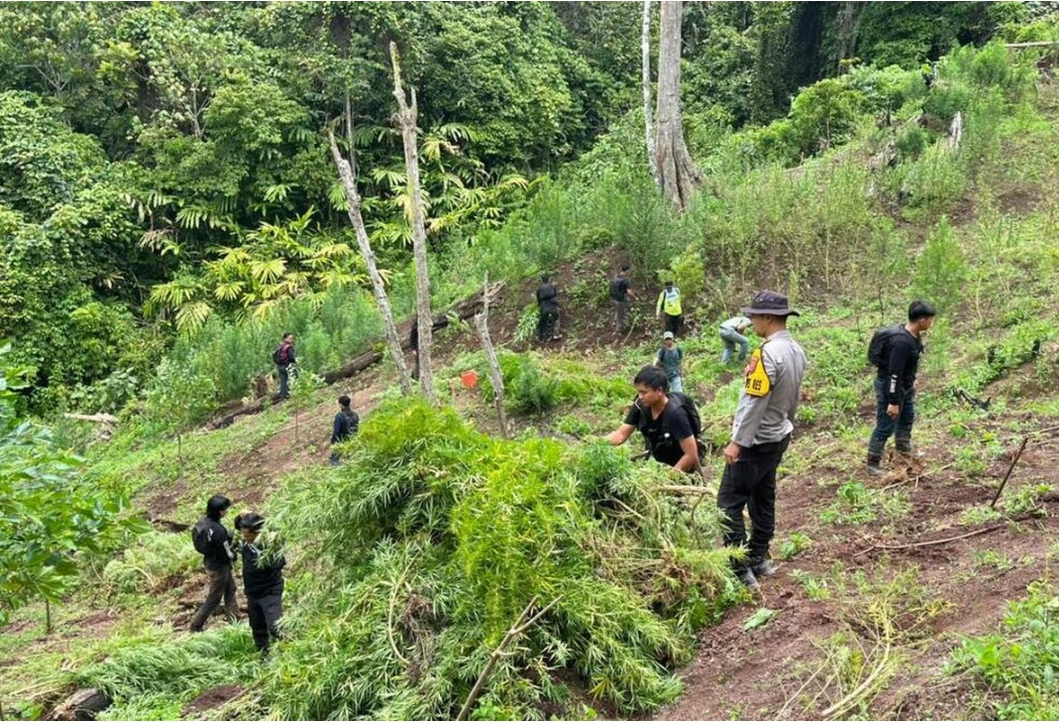 3 Hektare Ladang Ganja Ditemukan di Area Perbukitan Empat Lawang