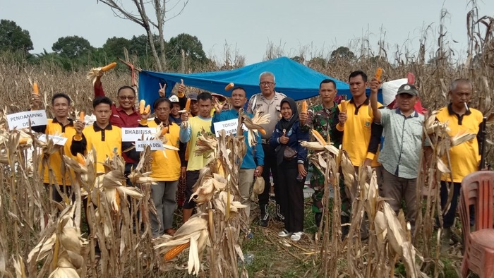 Pemdes dan Kelompok Tani Desa Karang Agung Panen Jagung