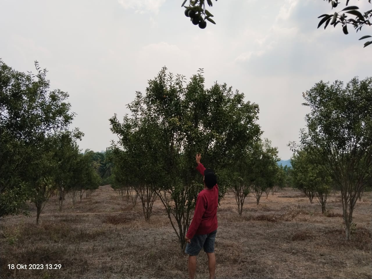 Petani Jeruk di Buay Pemaca Hadapi Tantangan Sulit  Musim Kemarau