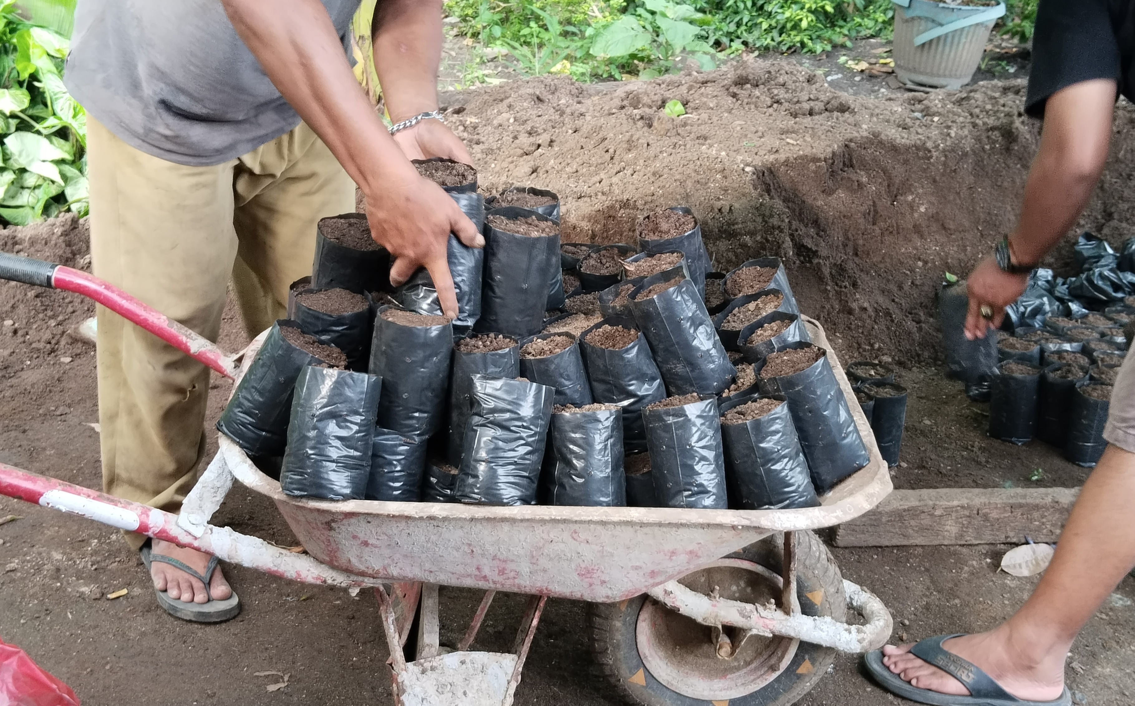 Petani Sumatera Selatan Bersemangat Menanam Kembali Kopi