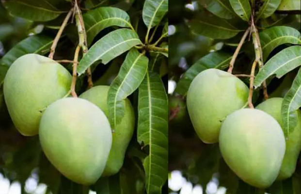 Atasi Asam Urat Hingga Penyakit Mata! Daun Mangga Menawarkan Keajaiban Kesehatan?