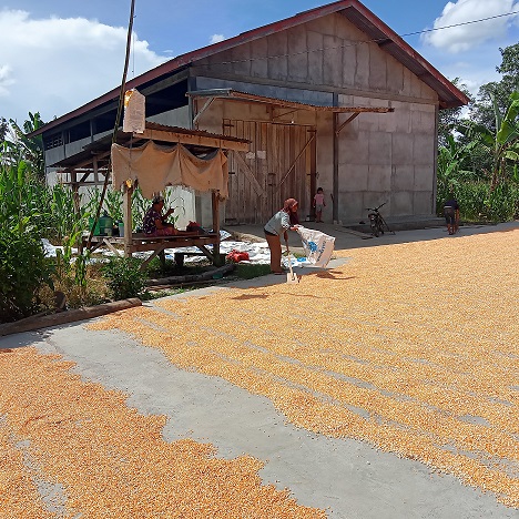 Kabar Buruk Bagi Petani Jagung, Awal Tahun Harga Anjlok