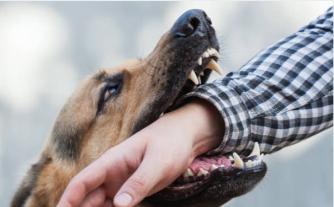 Warga OKUS Dihebohkan Lagi, Digigit Anjing Liar