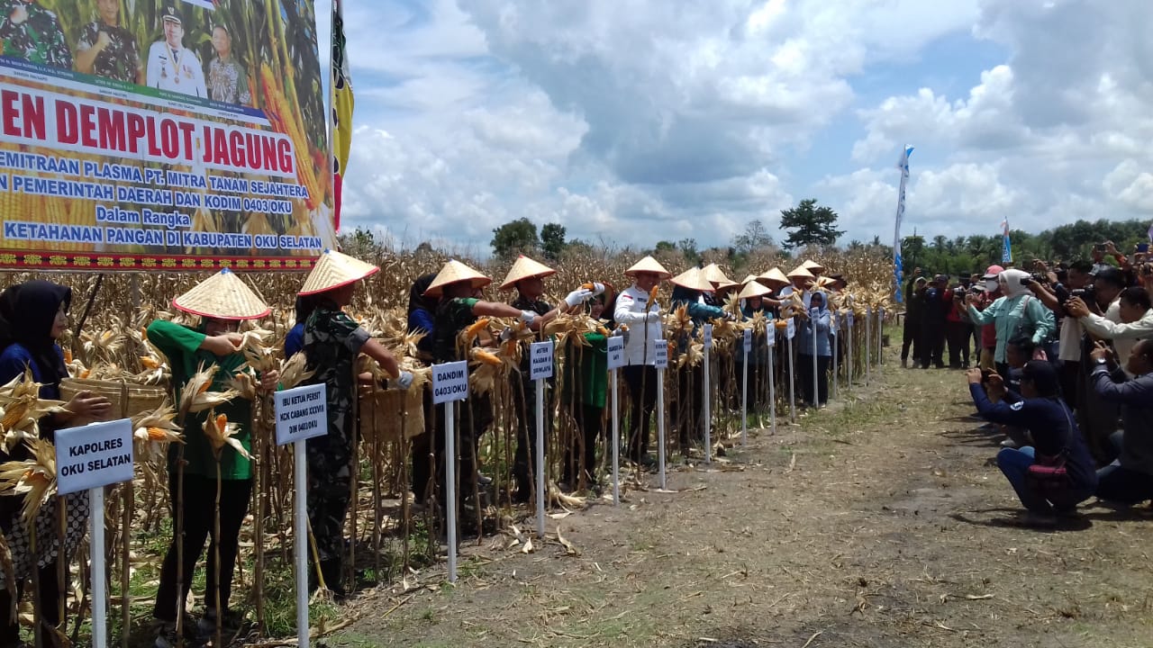 Puluhan Wartawan OKUS Liput Acara Panen Raya Jagung