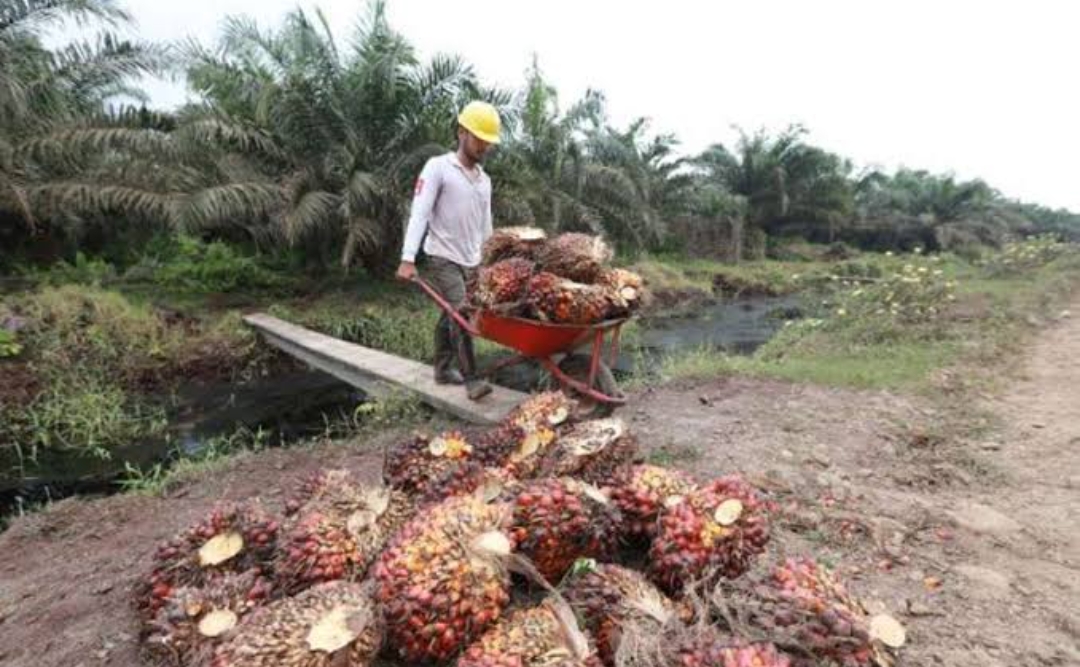 Investasi Perkebunan dan Energi Dongkrak Pertumbuhan Ekonomi Sumsel