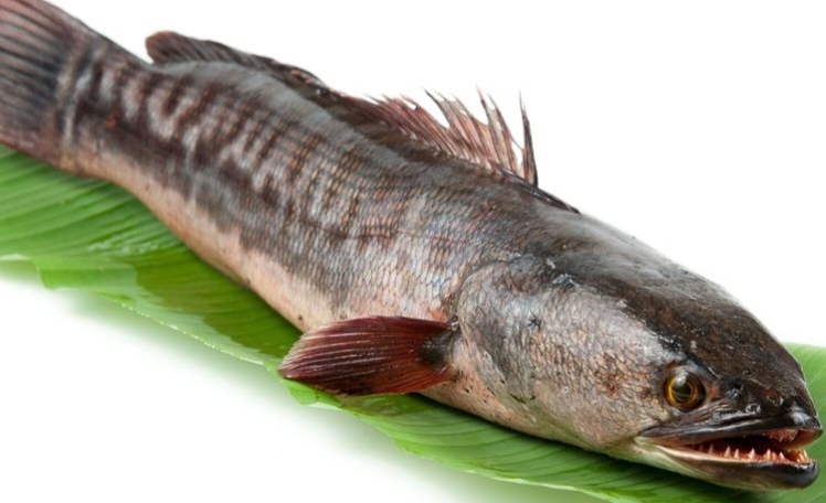 Ikan Gabus Selain Banyak Nutisinya, Ada Beberapa Manfaatnya Bagi Kesehatan Lho