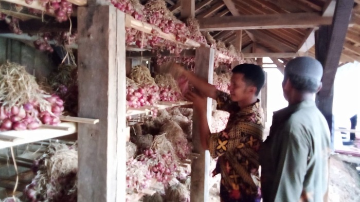 Desa di Kabupaten OKU ini Mampu Hasillkan 11 ton Bawang  Tiap Kali Panen