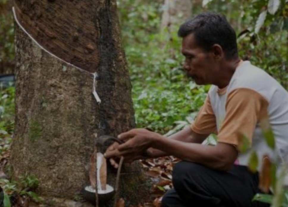 Harga Getah Karet di OKU Selatan Tak Stabil, Penderes Karet Mengeluh