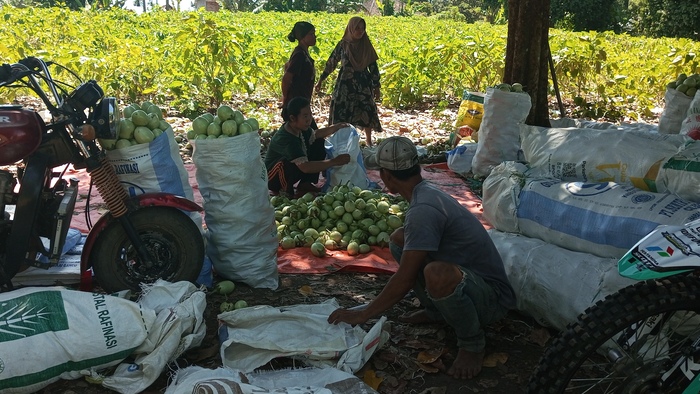 Kemarau Panjang Merusak Tanaman Terong Petani di OKU Selatan