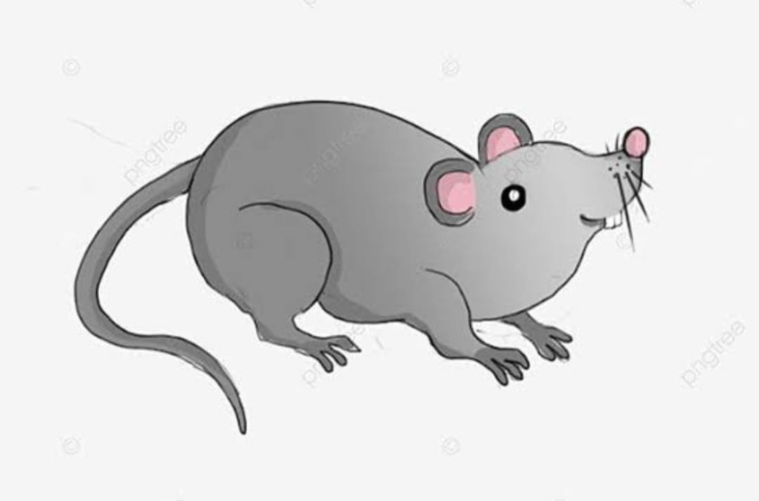 Tips dan Cara Mengatasi Tikus Disekitar Rumah