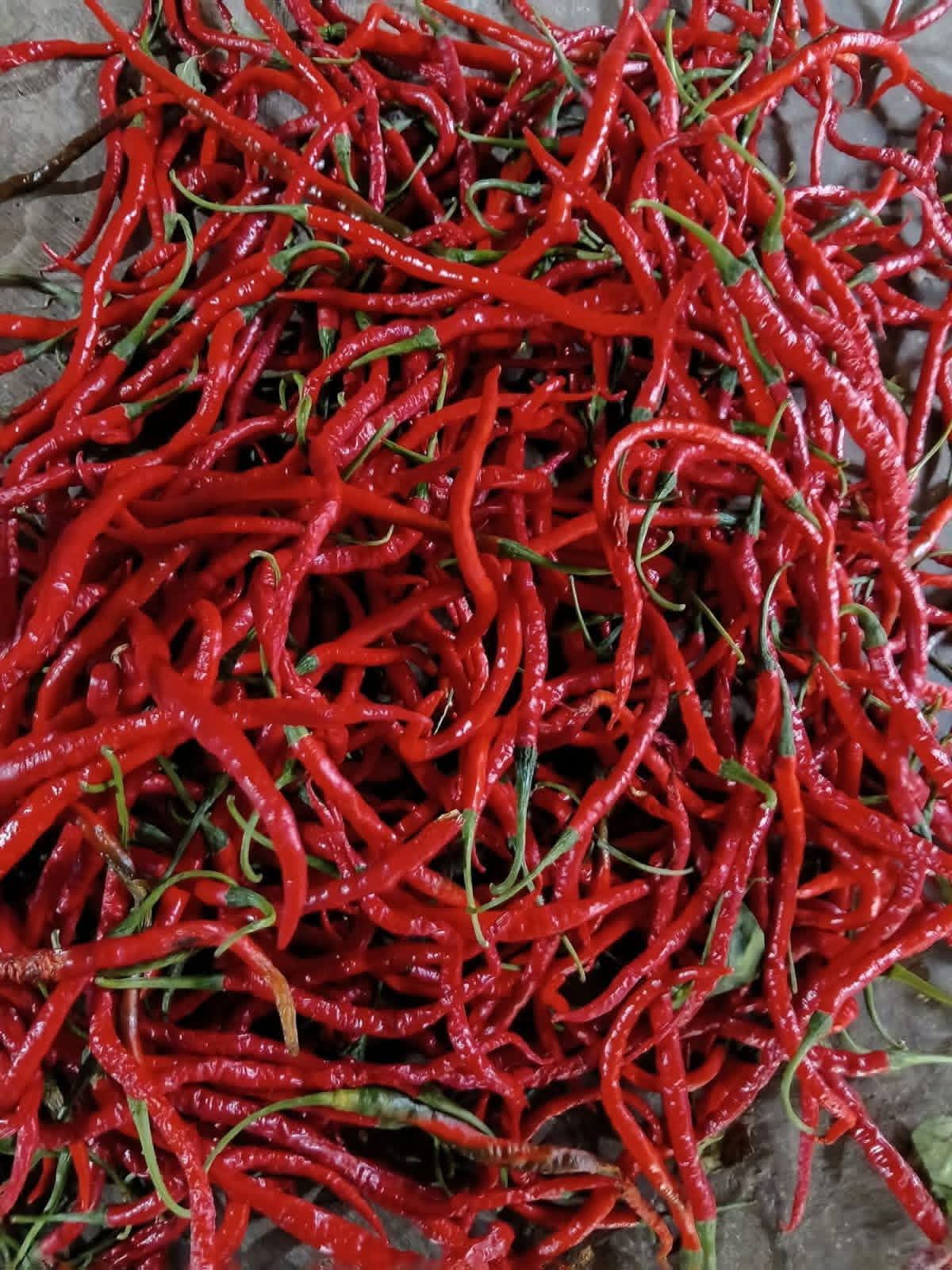 Harga Cabai di Pasar Saka Selabung Turun, Kini Rp27 Ribu per Kilogram