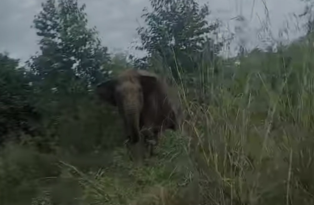 Puluhan Gajah Liar Ganggu Pengendara di Hutan Lindung Musi Rawas